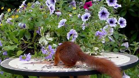 Squirrel and flowers