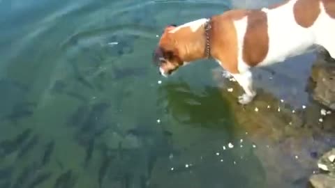 Jack Russell snatches fish from water!