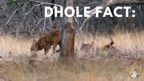 Dhole Fact Kindness
