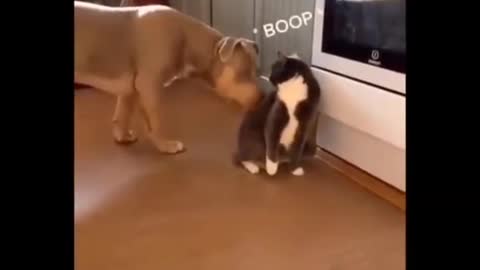 Watch this funny animals