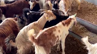 Smart app arranges animal sacrifice for Eid in Dubai