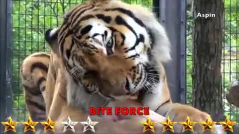 Lion VS Tiger - Tiger VS Lion -