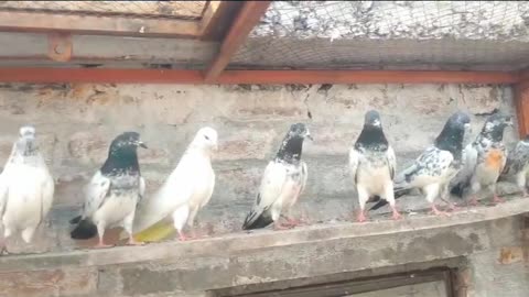 New parvaazi pigeon breeder pair best flying
