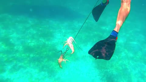 Spearfishing Lobsters in the Carribean!