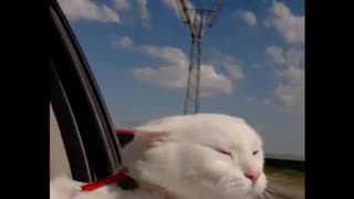 cat rides <> funny video