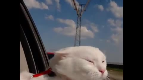 cat rides <> funny video