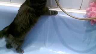 Cat loves the water tap