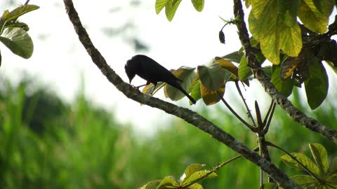Bird Fauna Ave Colombia