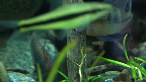 Freshwater Aquarium Cleaning Crew, Taking Care of Business