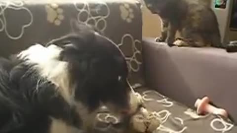 Kitten play fights Border Collie to get her teddy back