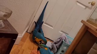 Conversation With Macaws