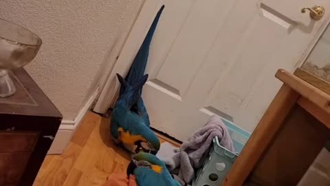 Conversation With Macaws