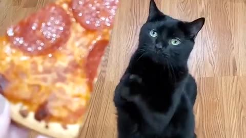 Cat who loves margherita pizza | Funniest cat | Try to not laugh