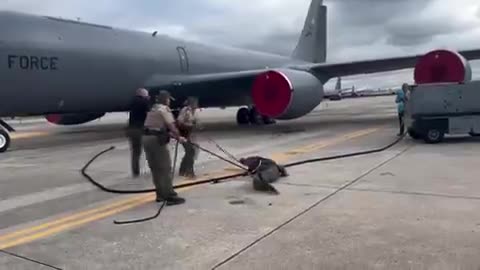 Authorities grappling with massive alligator that strayed onto tarmac of Air Force Base, Florida