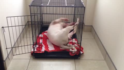 Bull Terrier struggles to dry off in cage