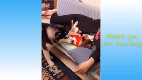 funny cat 🐈 and funny dog () must funny animal videos clips 2021