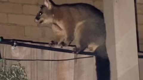 Australian Brushtail possum defends his territory with terror inducing roar!