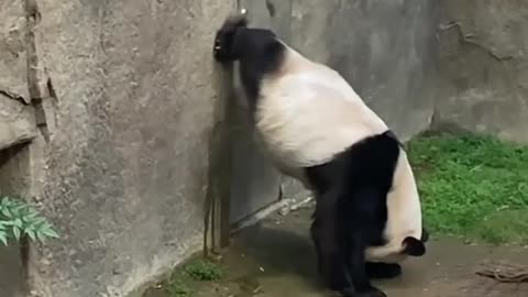 Baby panda Peeing on wall with headstand🤣🤩😂