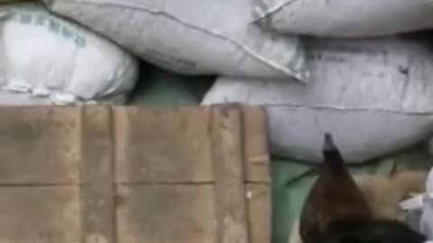 Chicken VS Dog Funny Fight