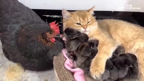 The hen watched in amazement as the kitten hugged the chick tightly to sleep