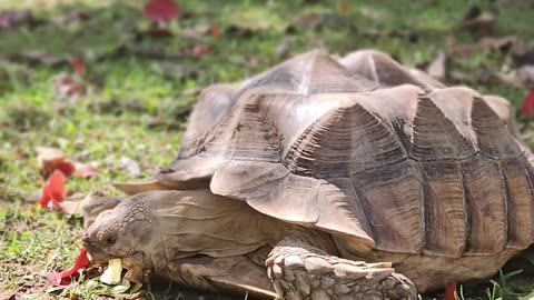 Sulcata Tortoises: Majestic Giants of the Backyard!