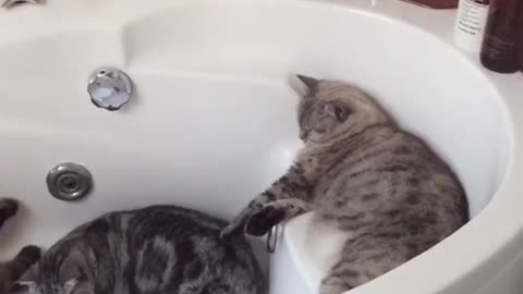 Three Cats Enjoy Naptime in the Bathtub
