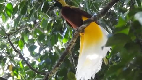 Papuan bird of paradise | Indonesia