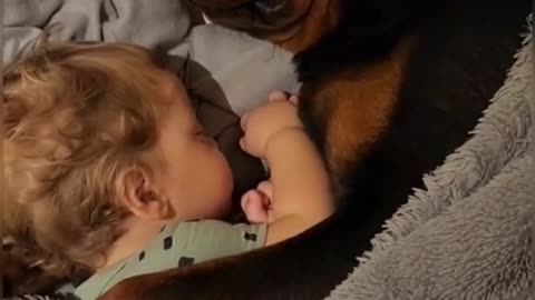 Baby and dog company