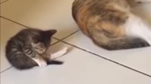 Kitten tries to copy her mom whenever she does something