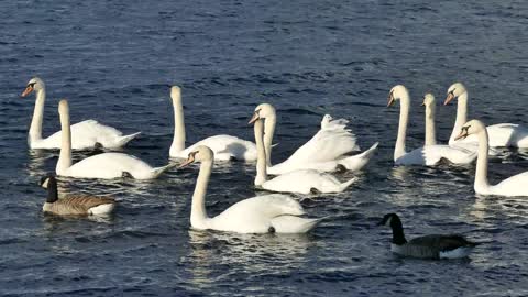 Birds in sea