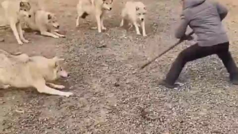 Dogs vs Man Fight Funny video 🤣