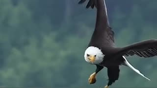 Bald Eagle swoops down, catches fish and then swallows it in midair.