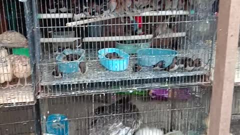 Bird Market In Tegal