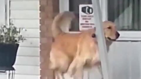 Dog Running On a Trademil For Fittness