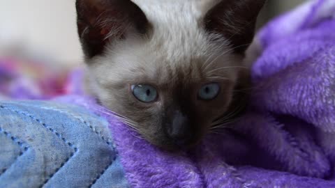 Watch the charming blue eyes of kittens