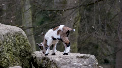 Goat on Mountain