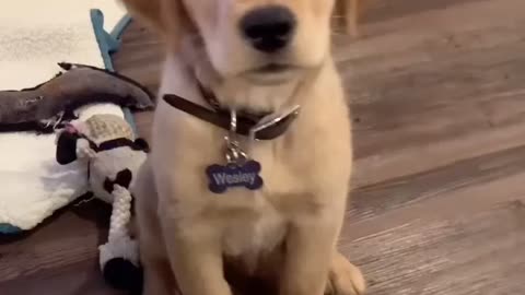 Funny Dog listeningand reacting with his face