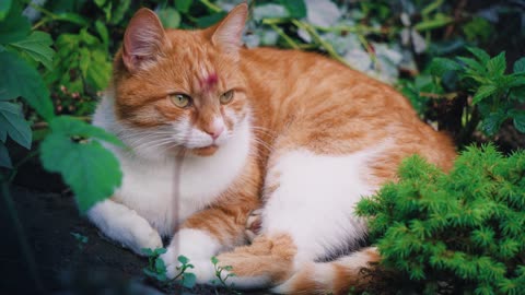 Cat Feline Whiskers Pet