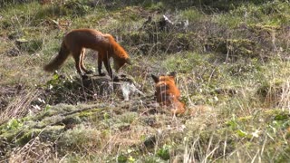 A couple of foxes in the valley playing