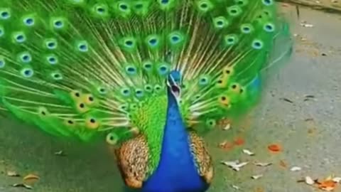 Peacocks compilation