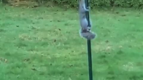 Squirrel attempting to clime a pole