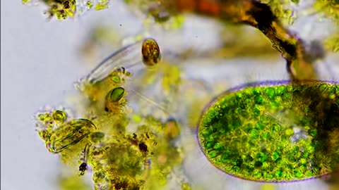 Inheriting Algae