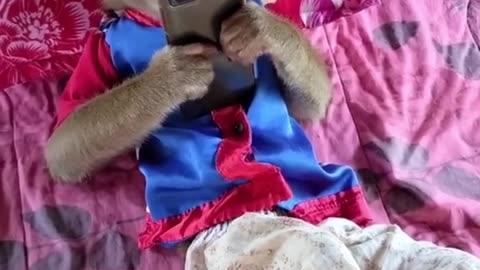 Monkeys lie down and watch mobile videos