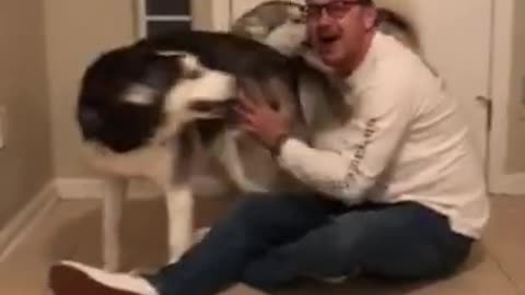 Husky FREAKS OUT After Being REUNITED WITH OWNER!