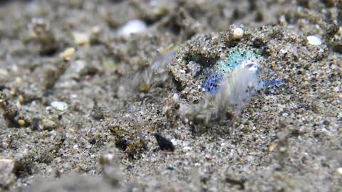 Beautiful Bobtail Squid Covers itself in Sand