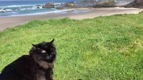 This clumsy kitty with Wobbly Cat Syndrome will melt your heart