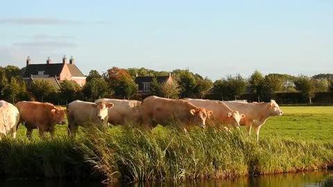 Cattle Cows Animal Mammal Farm Pasture Meadow