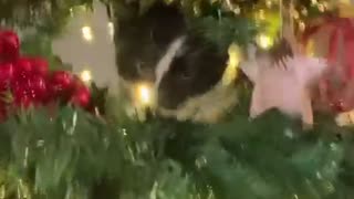 Kitten in the Christmas tree