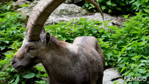 Forest amazing animal looking so wonderful