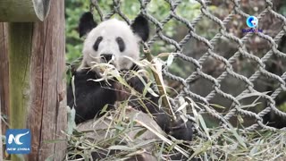 Giant Panda Ya Ya moves back to China after 20 years at Memphis Zoo